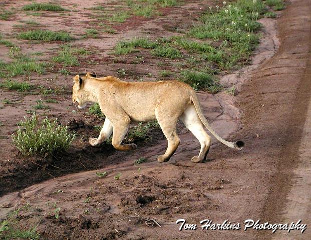 Lioness on the hunt.jpg